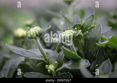 View of budding garden mums between leaves. Stock Photo