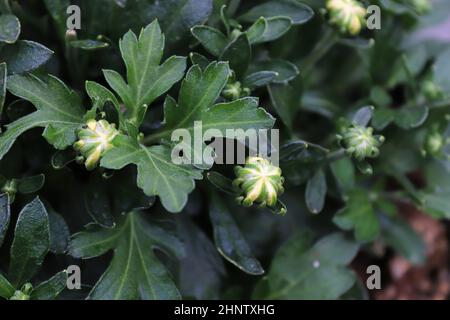 View of budding garden mums between leaves. Stock Photo