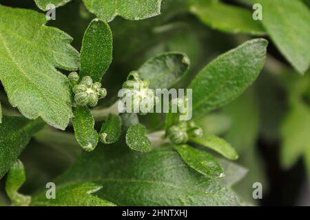 View of budding garden mums between leaves. Stock Photo