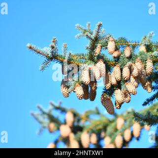 Cones on blue spruce or prickly spruce (Latin. Picea pungens) Stock Photo