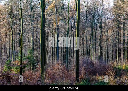 scenic path with spectacular shadow in the Taunus forest near Glashuetten at the Feldberg area Stock Photo