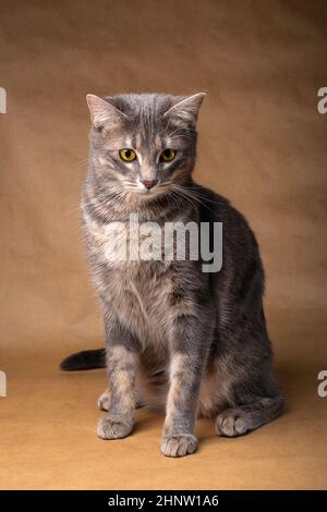 Kitty Portraits Stock Photo