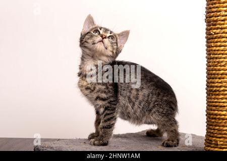 Kitty Portraits Stock Photo