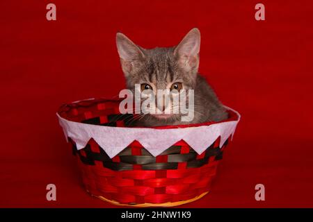 Kitty Portraits Stock Photo