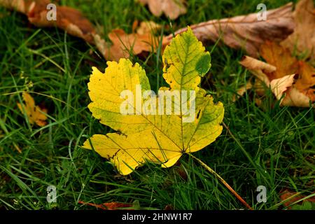 autumnal colored maple leaf on grass Stock Photo