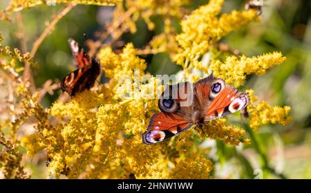 Peacock Butterfly feeding on the goldenrod flowers. Aglais io Stock ...