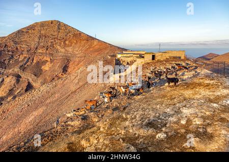 flock of goats in the mountains of a cheese diary Stock Photo