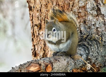 A red squirrel "Tamiasciurus hudsonicus", sitting on a spruce tree branch in rural Alberta Canada Stock Photo