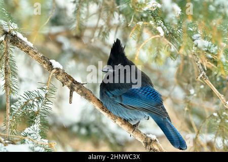A Steller's Jay (Cyanocitta stelleri), bird, perched in a spruce tree with snow covered branches in his rural Alberta habitat Stock Photo
