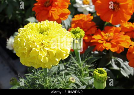 Closeup of yellow and orange marigold plants. Stock Photo