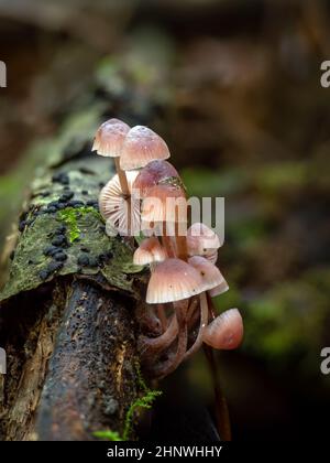 Burgundy-drop Bonnet fungi growing on dead wood in East Sussex woodland. Stock Photo