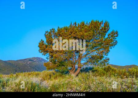 lonely tree in sunset in spectacular light Stock Photo