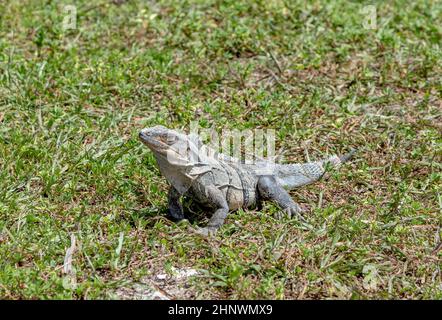 wild big lizard in Key Biscane Stock Photo