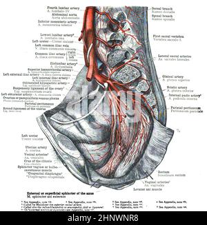 Page of an anatomy textbook with the picture of human body from t19th ...