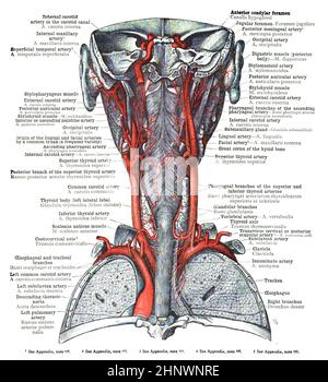 Page of an anatomy textbook with the picture of human body from t19th ...