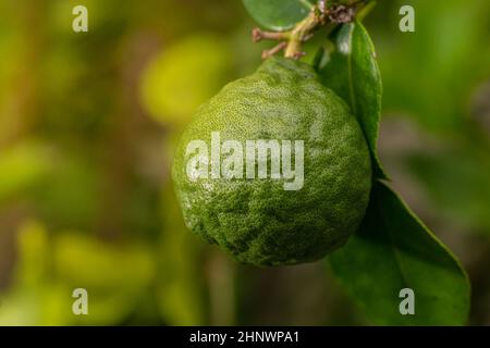 Green Kaffir Lime or Bergamot fruit. Texture background. Macro photography. Close up Stock Photo