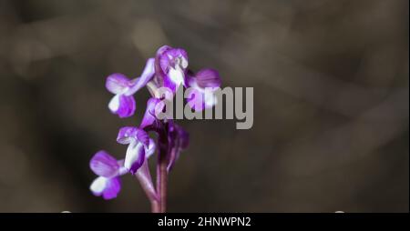 Beautiful wild rare orchid Anacamptis morio subsp. champagneuxii. Valverde de Leganes, Extremadura, Spain Stock Photo