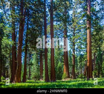 the famous big sequoia trees are standing in Sequoia National Park, Giant village area Stock Photo