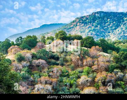 view to valley in sequoia national park in sunset Stock Photo
