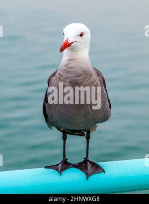 seagull sitting at the pier on the rail in rain Stock Photo