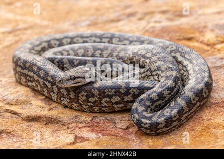 Murray Darling Carpet Python curled up on rock Stock Photo