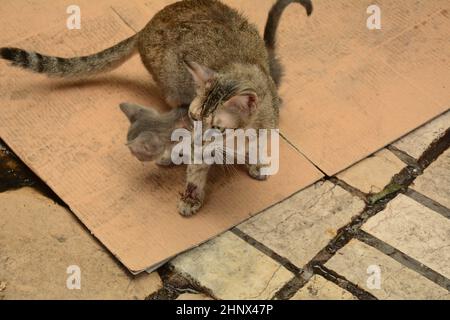 Striped cat protects her kitten in the street in Acre, Israel (Akko) Stock Photo