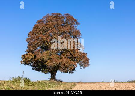 tall single lime tree in autumn on a sunny day Stock Photo