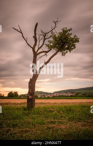 Old plum fruit tree on field with dark clouds in the sky vertical format Stock Photo