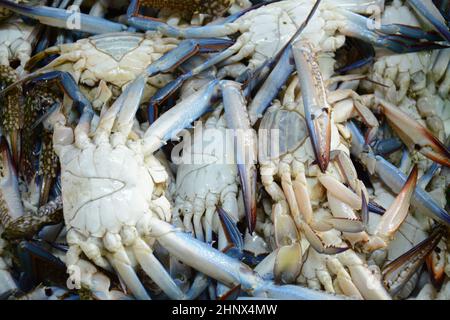 Blue Crabs stored in a live box for selling.  Akko market. Akko(Acre), Israel. Stock Photo