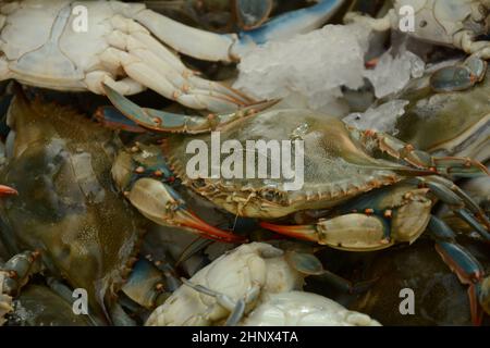 Blue Crabs stored in a live box for selling.  Akko market. Akko(Acre), Israel. Stock Photo