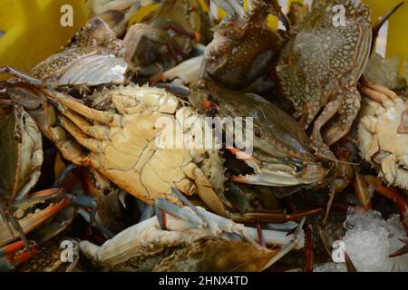 Blue Crabs stored in a live box for selling.  Akko market. Akko(Acre), Israel. Stock Photo