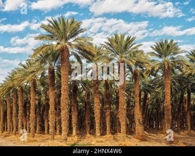 Palm trees plantation - looks like regular tropical forest - in desert, clouds above. Stock Photo