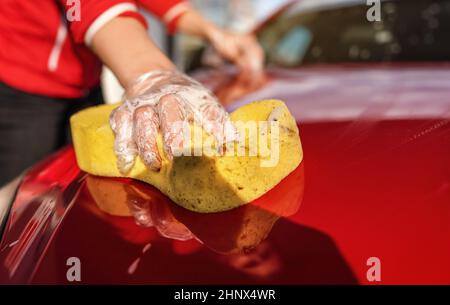 Young woman cleaning front hood of her car, closeup detail on yellow sponge held by hand in plastic glove. Stock Photo