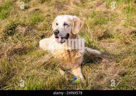 Friendly Retriever senior lies on a meadow Stock Photo