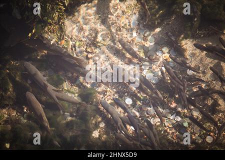 High angle image of many fish in a clear water, with coins on the bottom. Stock Photo