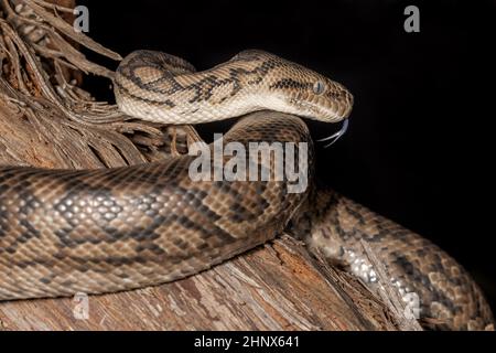 Murray Darling Carpet Python flickering it's tongue Stock Photo