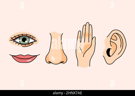 Sense organs for feeling concept. Hands ears nose lips and eyes for vision touching listening flavour and smell over pink background vector illustrati Stock Photo