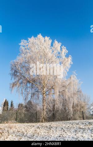 frozen birch tree in winter landscape under blue sky Stock Photo