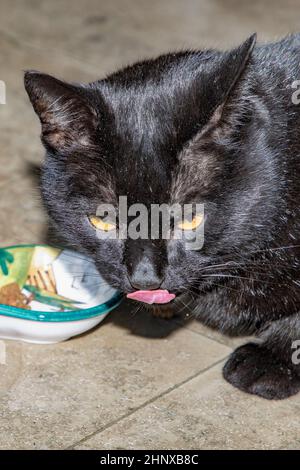 detail of angry cat at the food bowl with red tongue Stock Photo