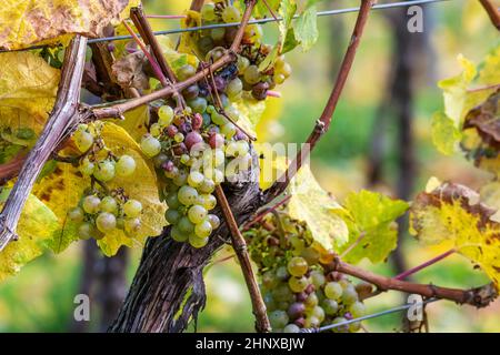 Ripe yellow grapes hang in the direct backlight of the sun on the bush Stock Photo