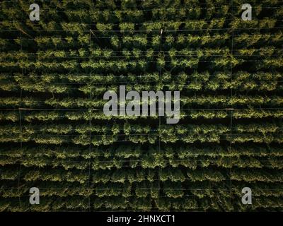 Hops being grown on a field - necessary ingredient for beer brewing Stock Photo