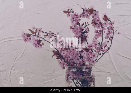 Pink flowering twigs in the vase. Sakura indoors. Blooming spring concept. Minimalism concept. White textured background Stock Photo