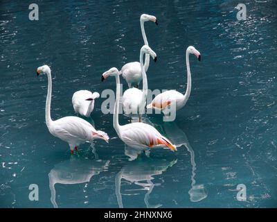 Six flamingos Phoenicopterus in Flamingo Pond in KL Bird Park, travel photo Stock Photo