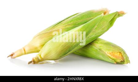 Three corn ears isolated on a white background Stock Photo
