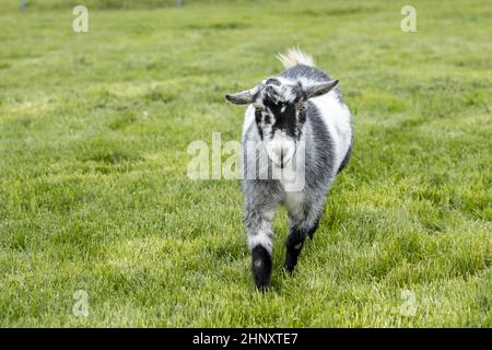 Cute goat walks in a lush green grassy pasture near Coeur d'Alene, Idaho.