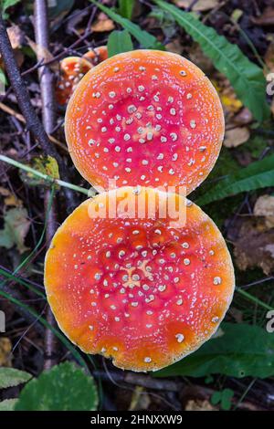 Fly agaric is not only the most famous, but also the most recognizable mushroom. Stock Photo