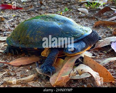 An Eastern Snake-necked Turtle on a dirt road Stock Photo