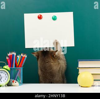 an adult straight-eared Scottish gray cat stretches its paw to the top against the background of a school green chalkboard. Back to school, copy space Stock Photo