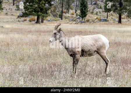 A bighorn sheep stands in a grassy field along hwy 200 just west of Thompson Falls, Montana. Stock Photo