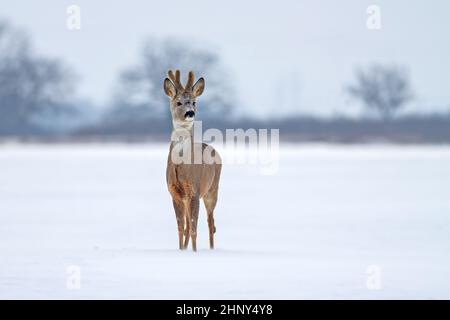 Roe deer buck, capreolus capreolus, in winter from front view. Male mammal with growing antlers on white field. Wild animal in nature. Stock Photo